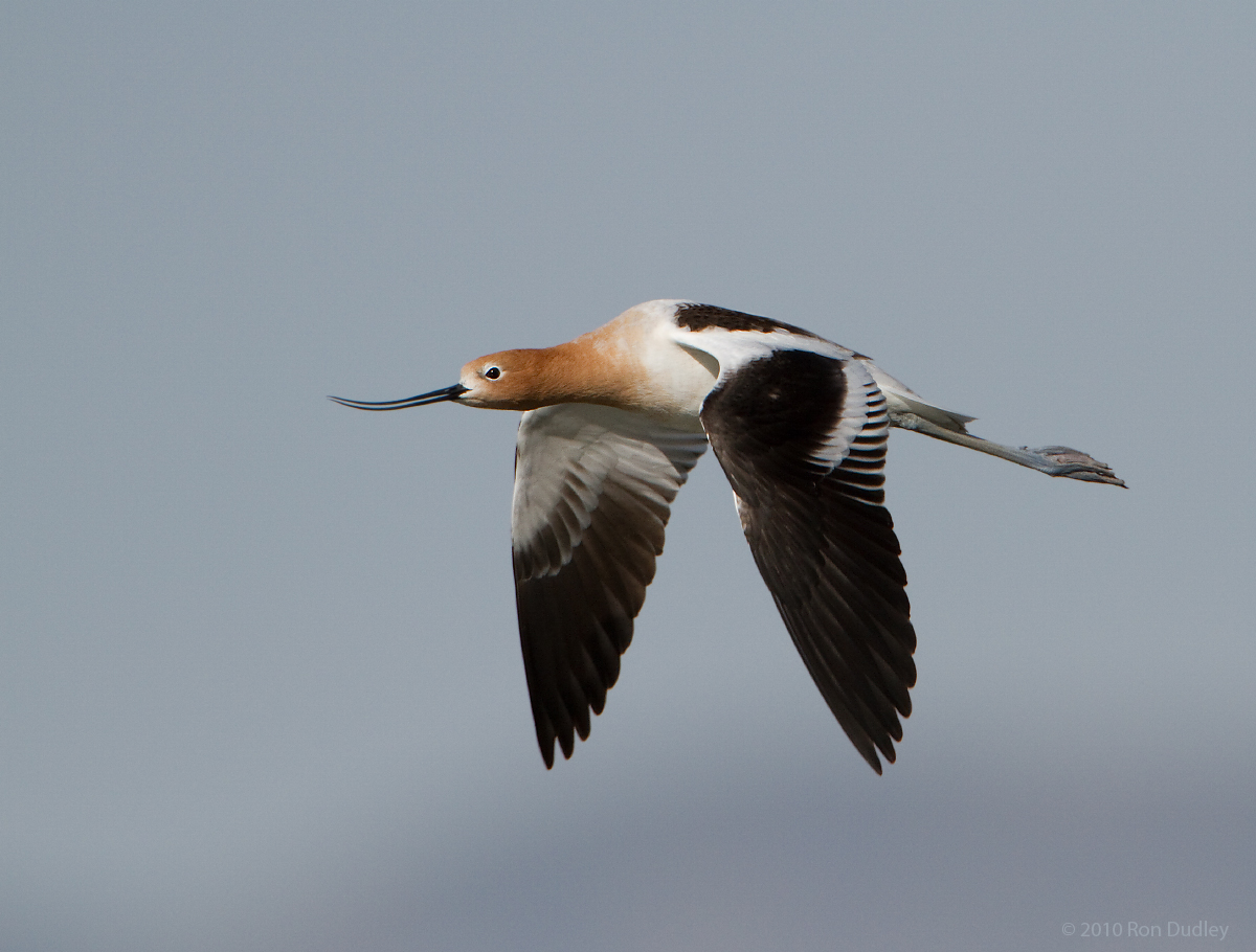 American Avocet