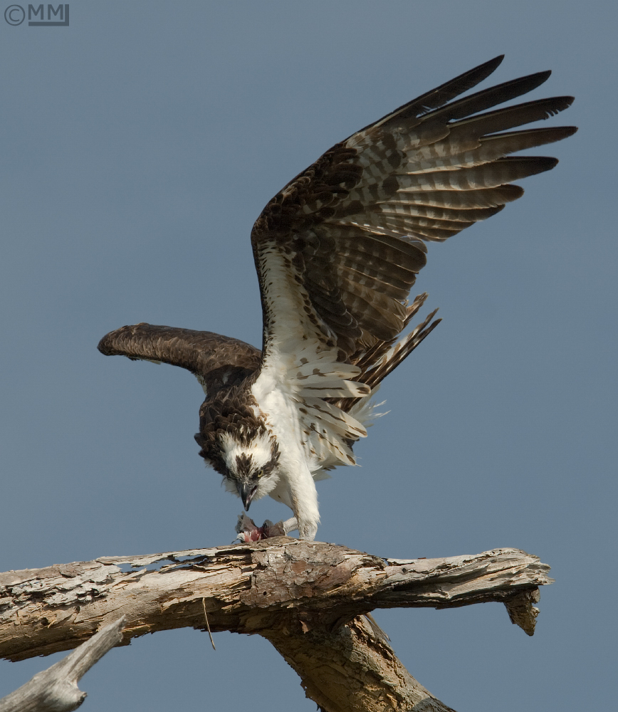 Upset female Osprey