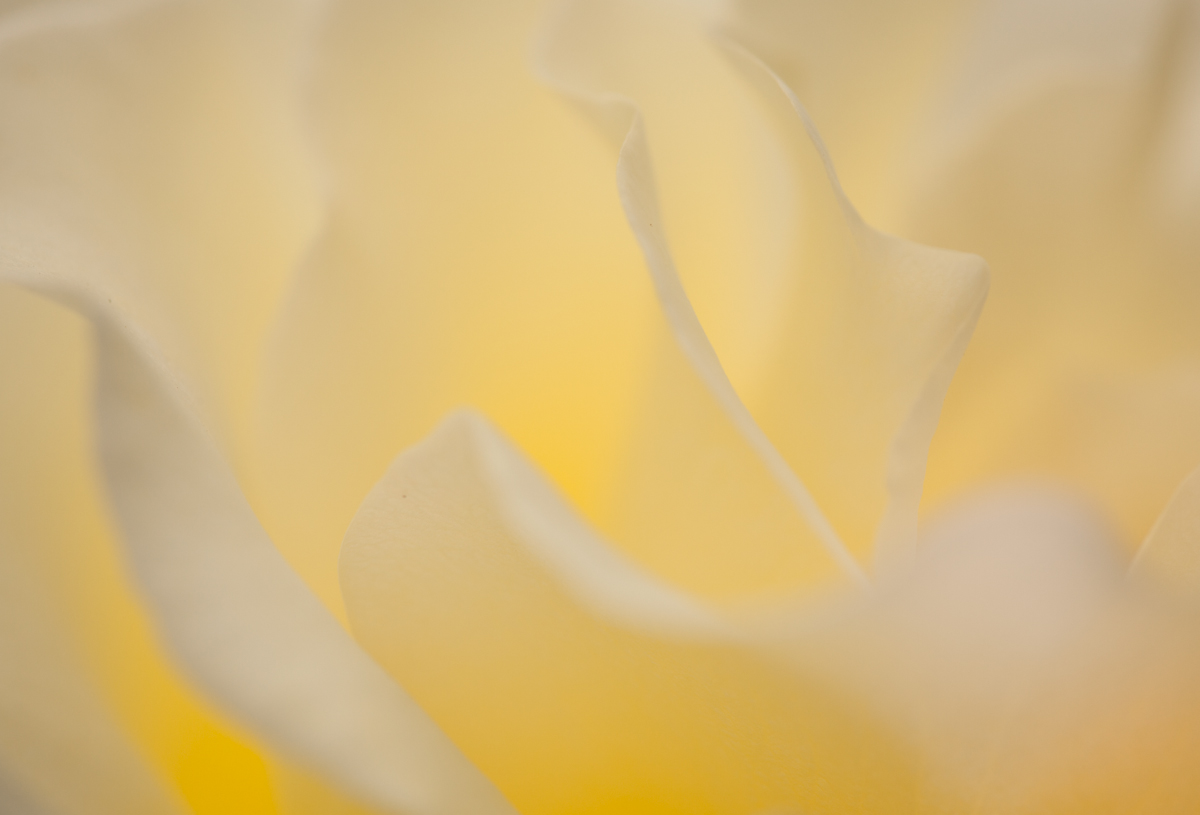 White Rose