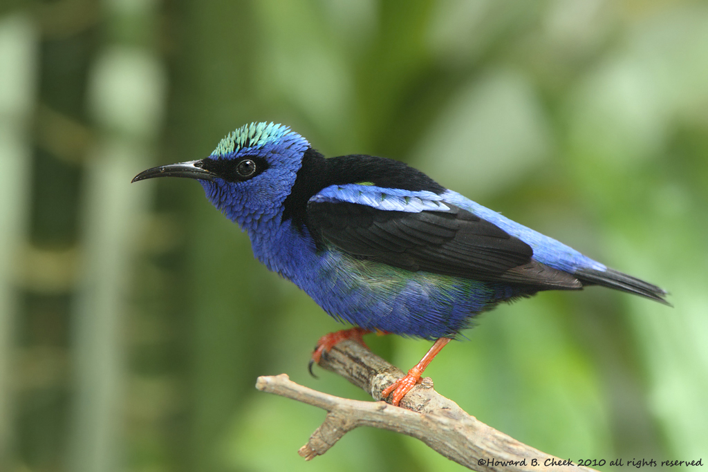 Red Legged Honey Creeper
