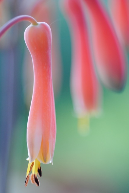 Aloe Flower, side view