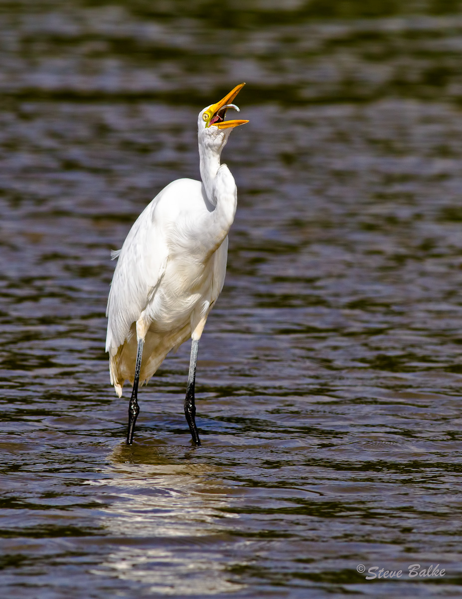 Great Egret #2
