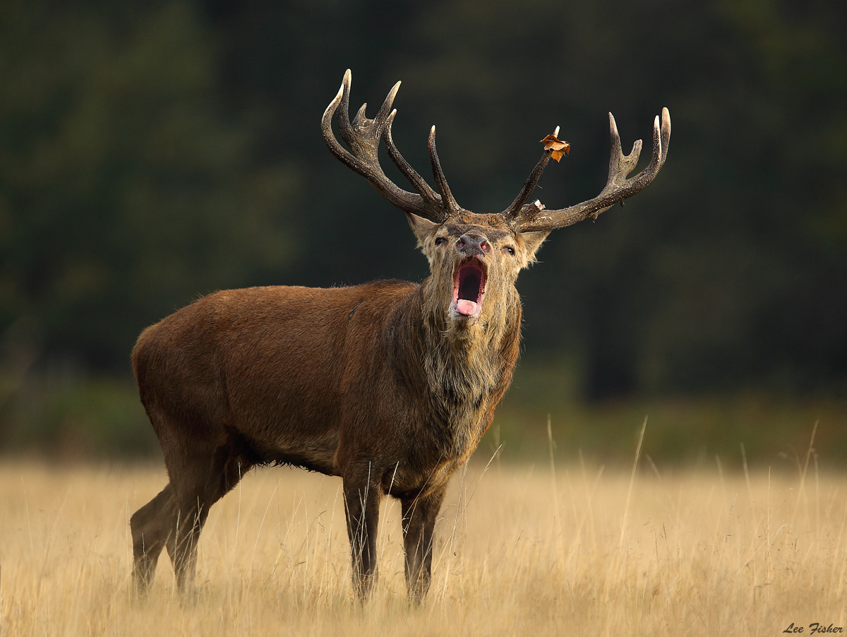 The Stag