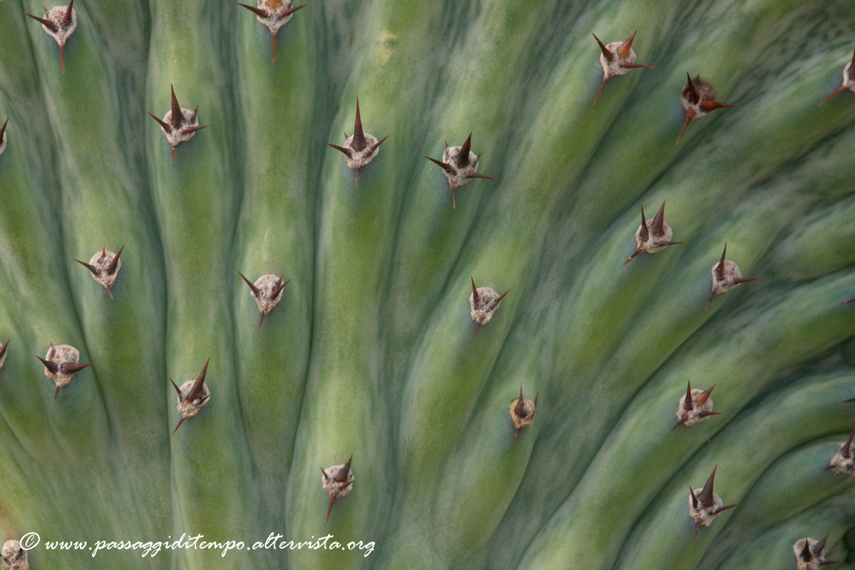Euphorbia