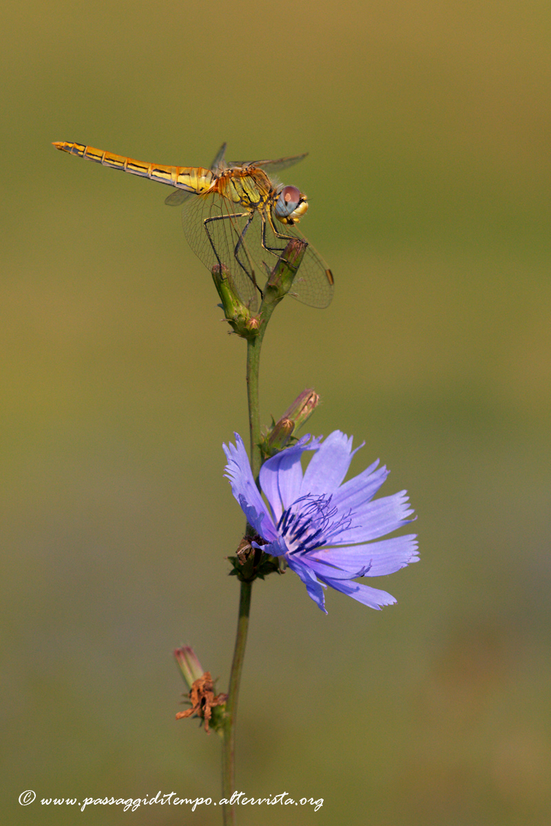 Sympetrum