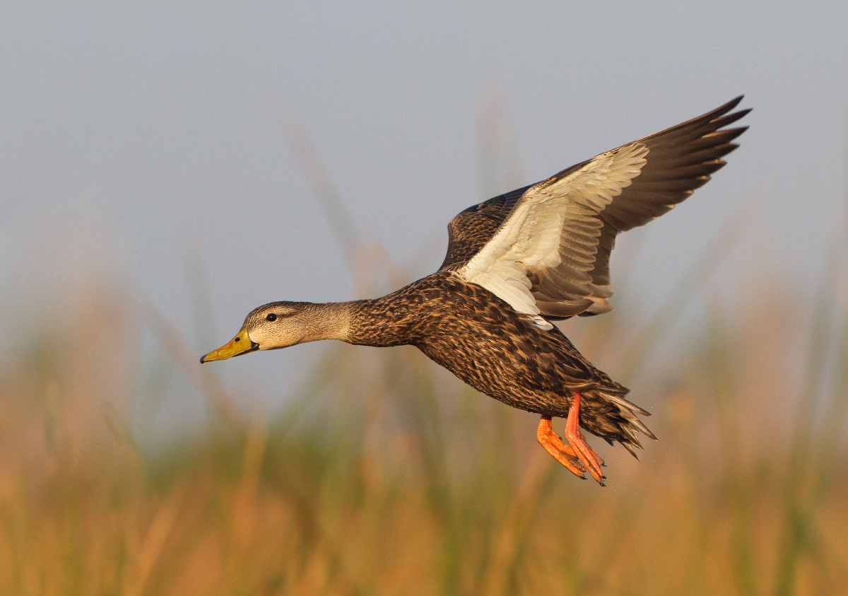 Mottled duck
