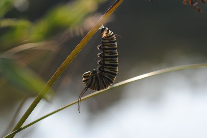 Monarch Pupating