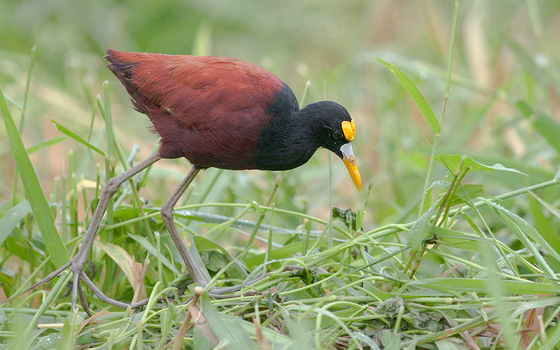 Northern Jacana