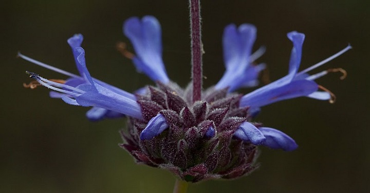 Salvia
