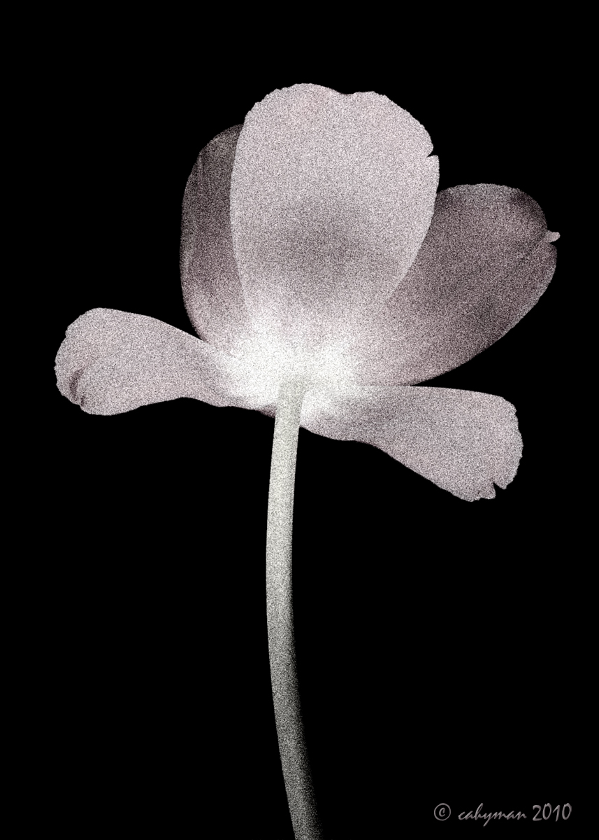 An Infrared Tulip