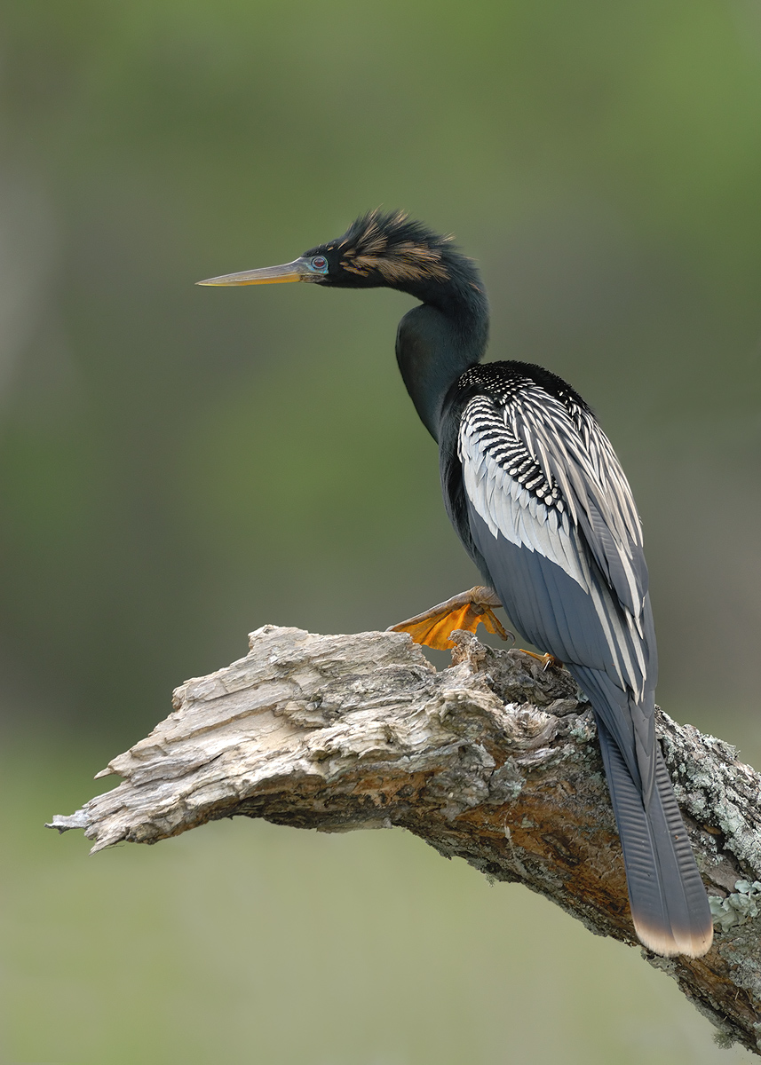 Anhinga