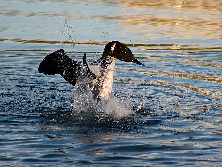 Rearing loon
