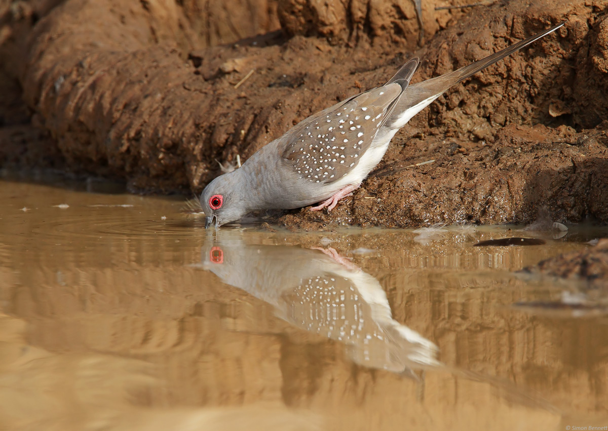 Diamond Dove