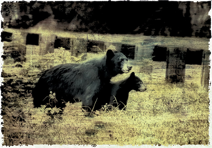 Black Bears
