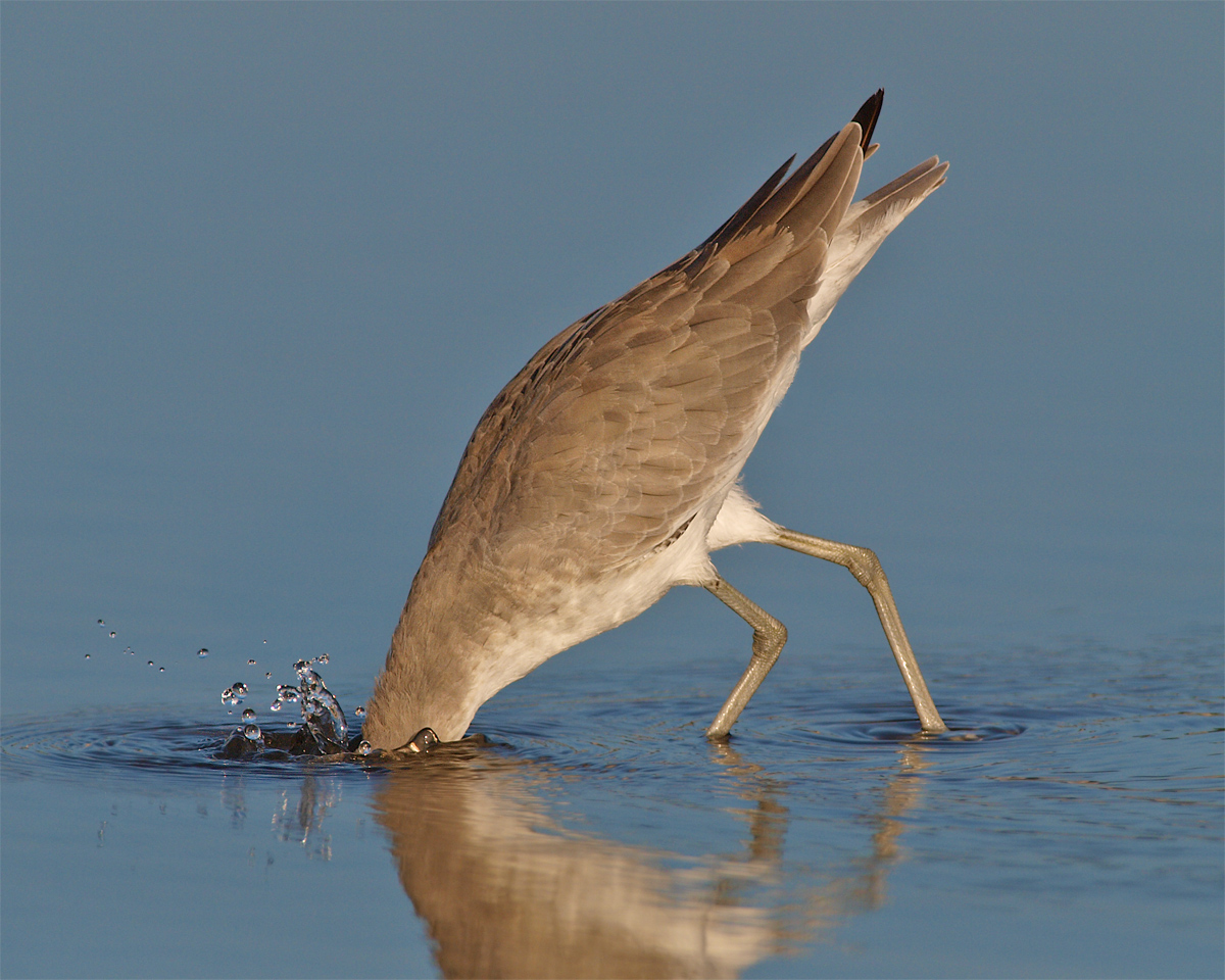Willet Taking the Plunge