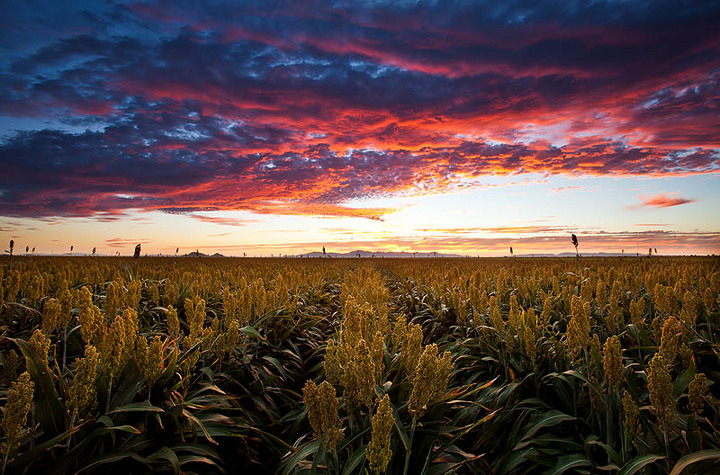 Roasted Corn
