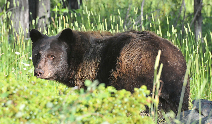Morain Park Greeter