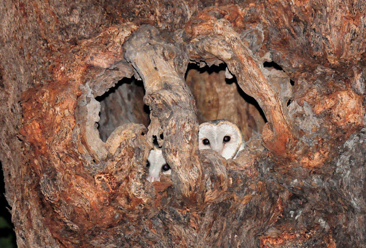 Young barn owls peeping