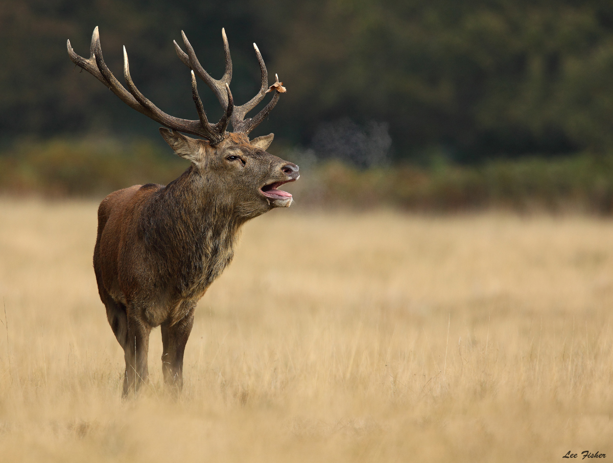 THE RUT