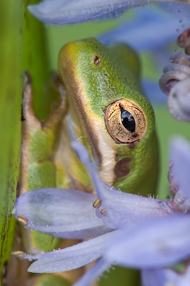 Green Tree Frog