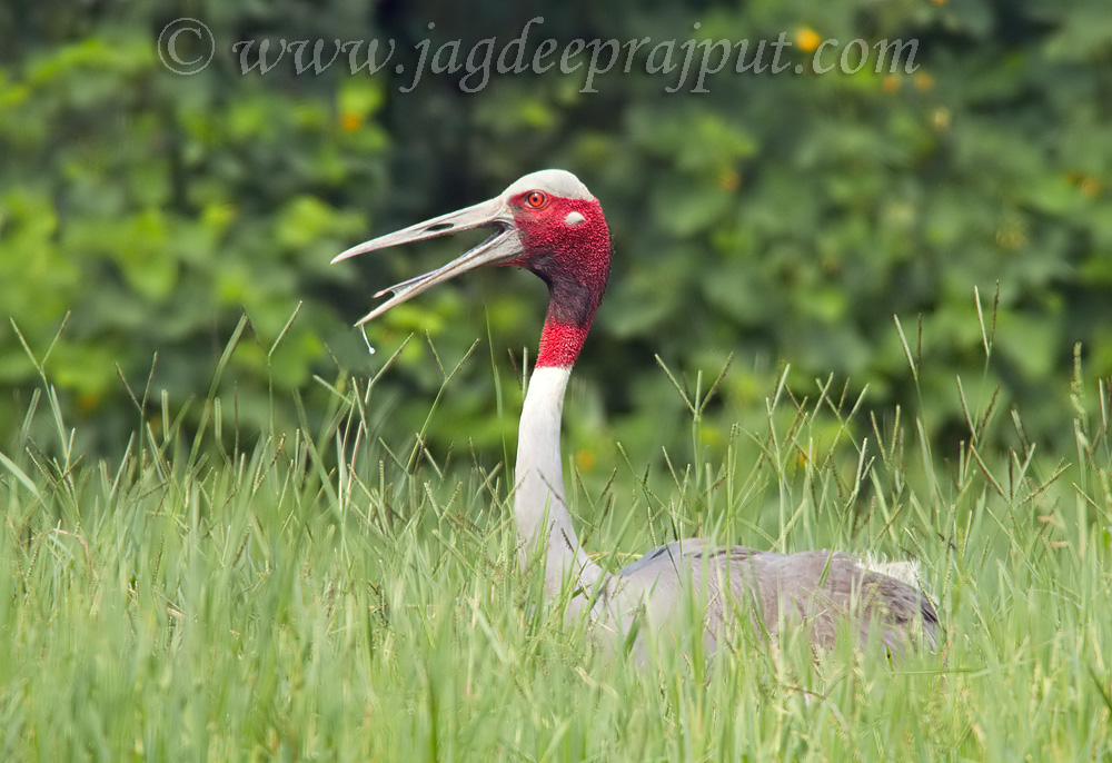 Indian Saras Crane