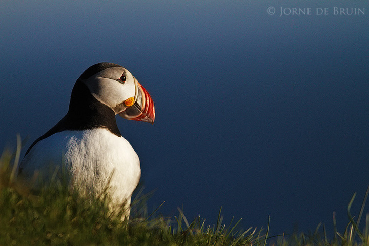 Late Night Puffin