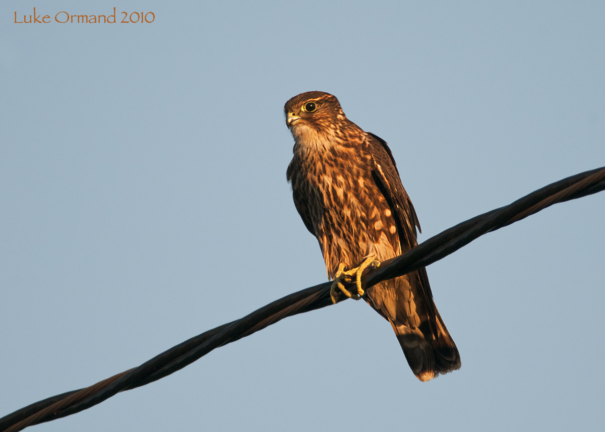 Merlin