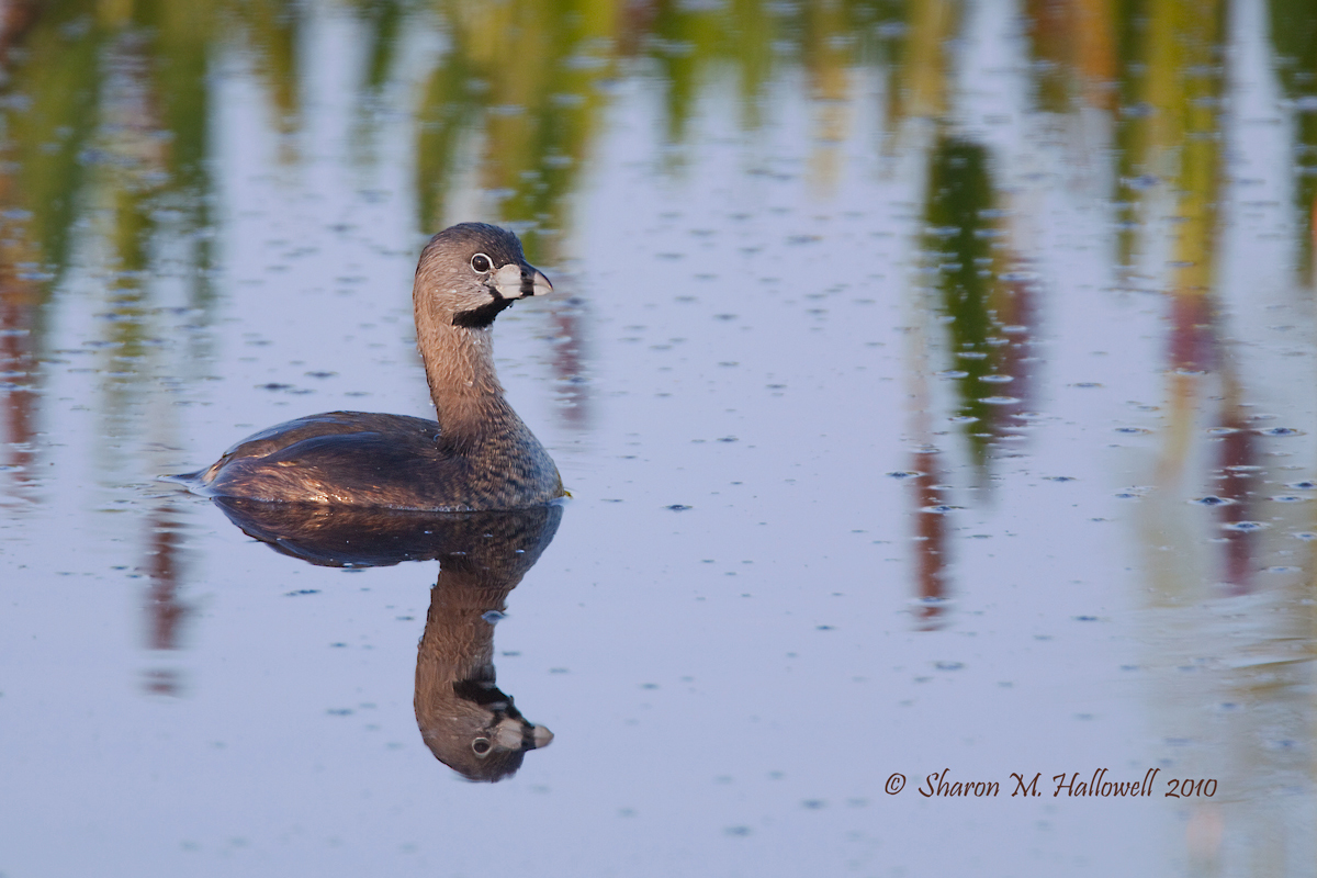 PB Grebe
