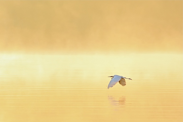 Morning Fog