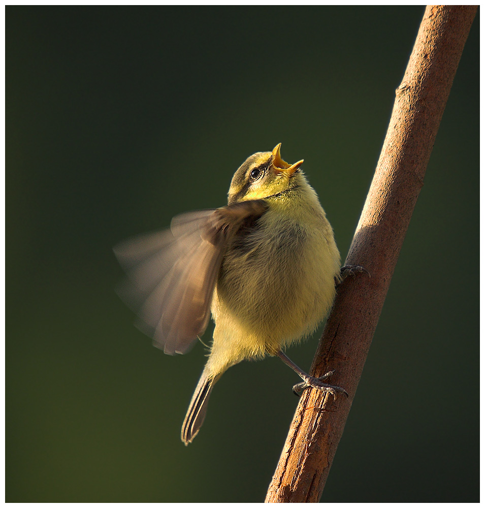 Singing the Blues