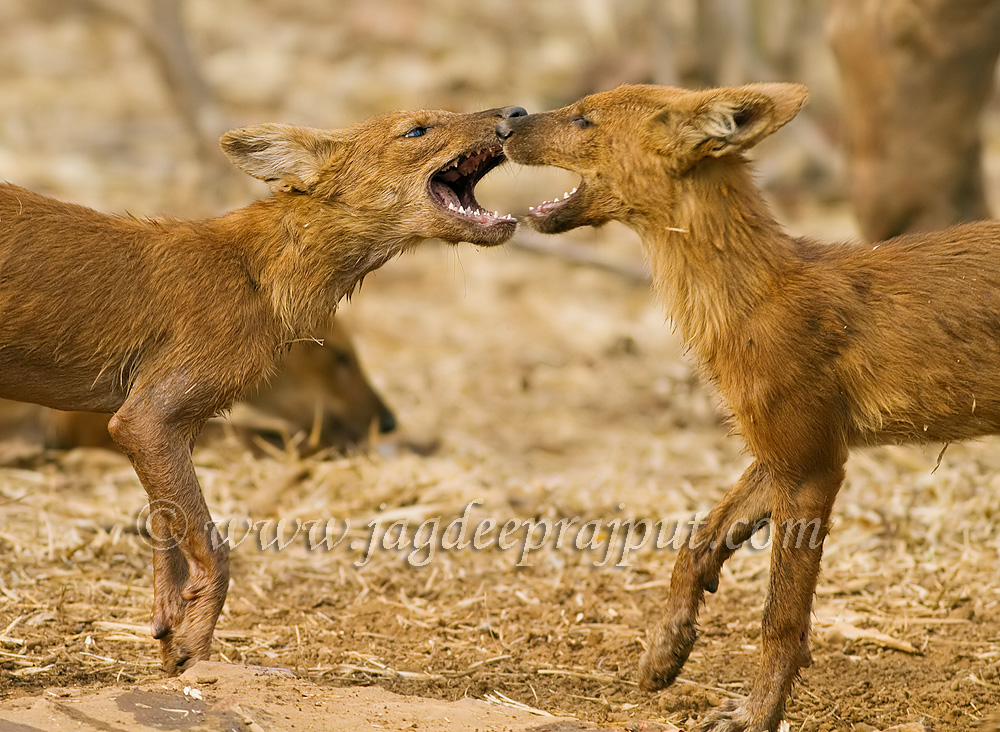 Wild Dogs interacting