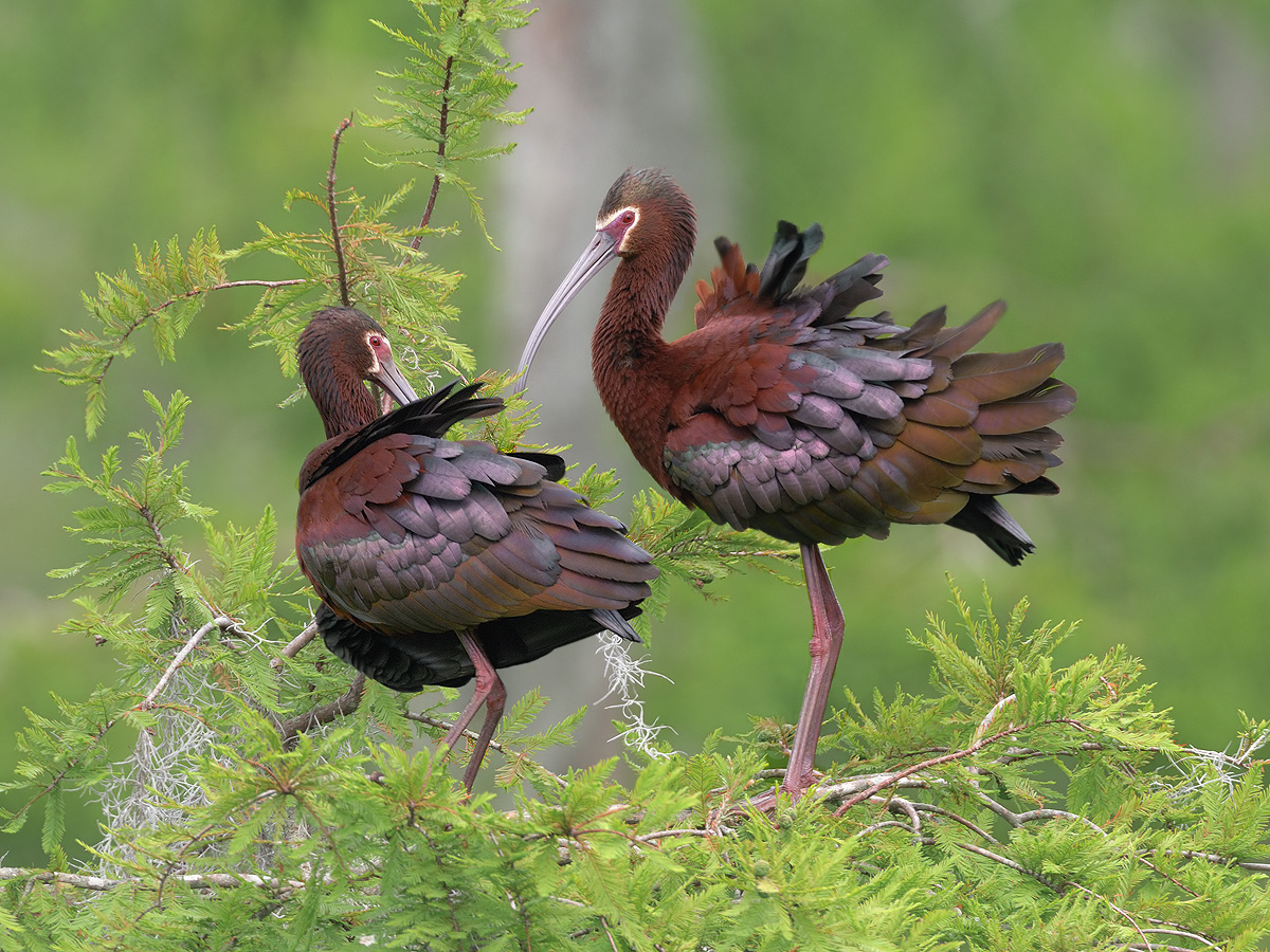 White-faced Ibis