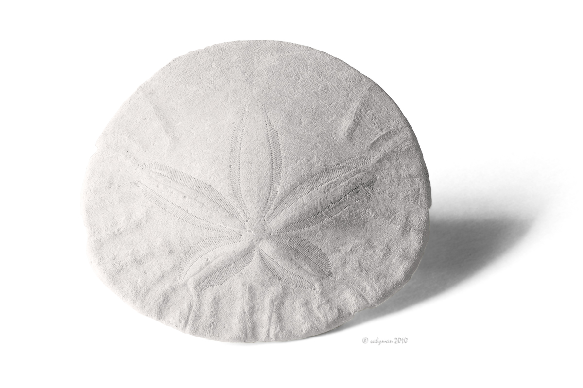 Sand Dollar