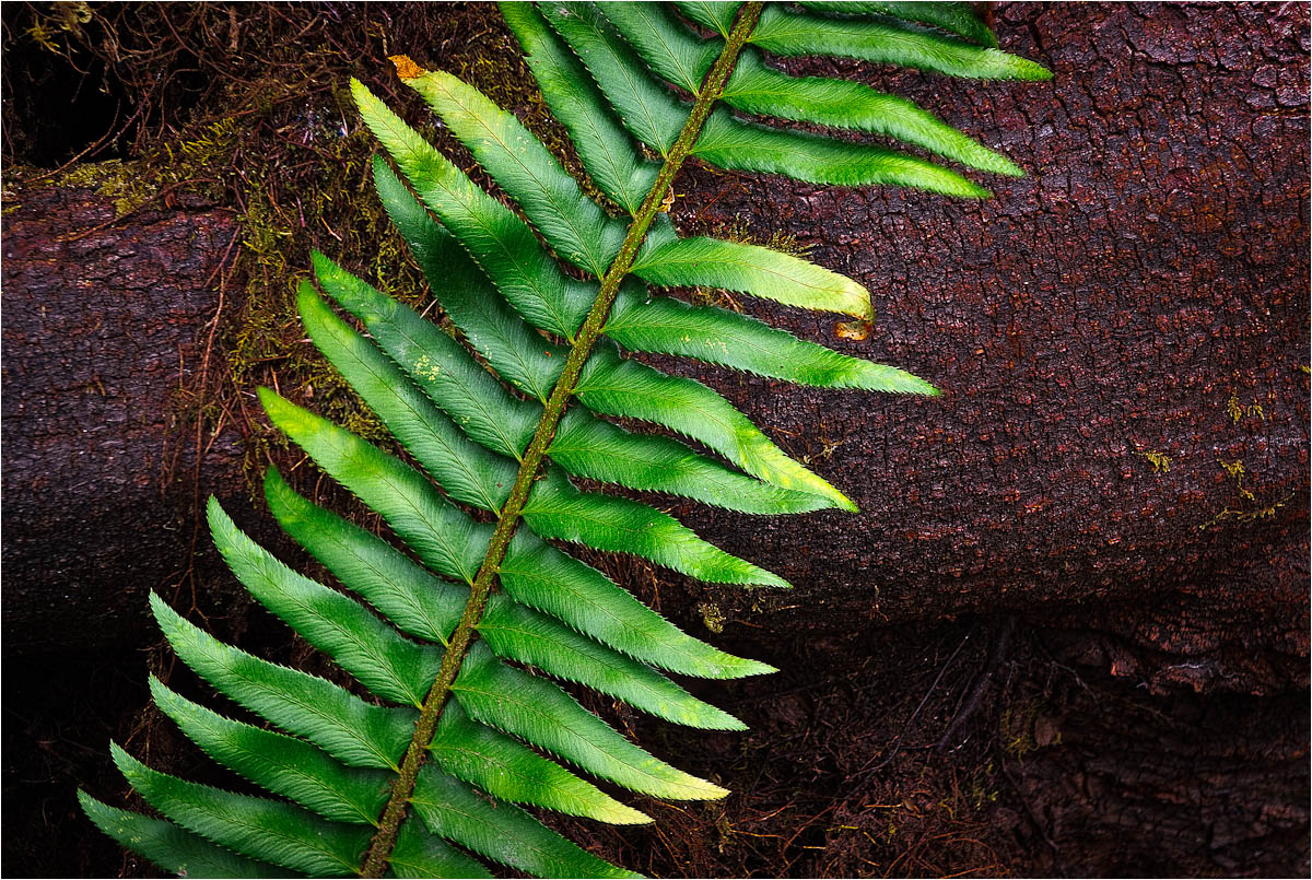Rainforest Fern