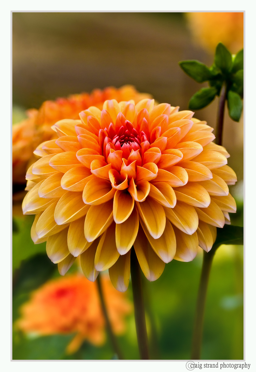 Peachy Petal Pusher, repost