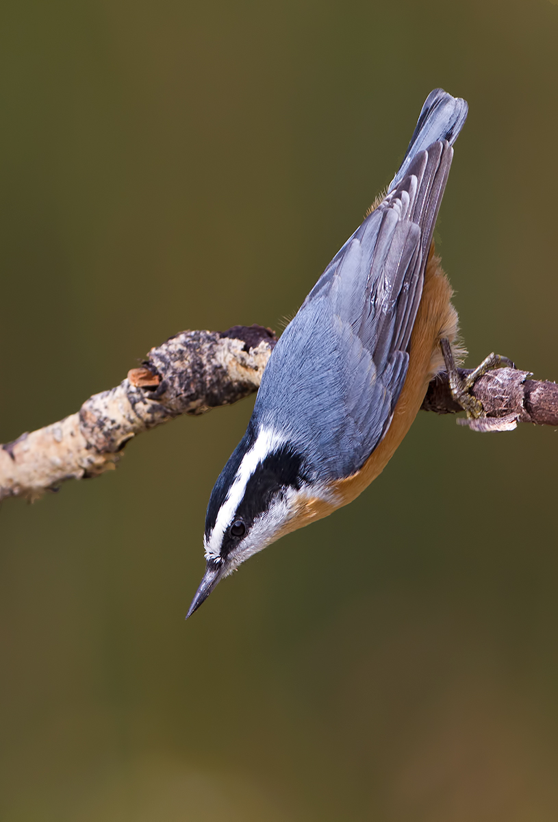 Repost-Red-breasted Nuthatch
