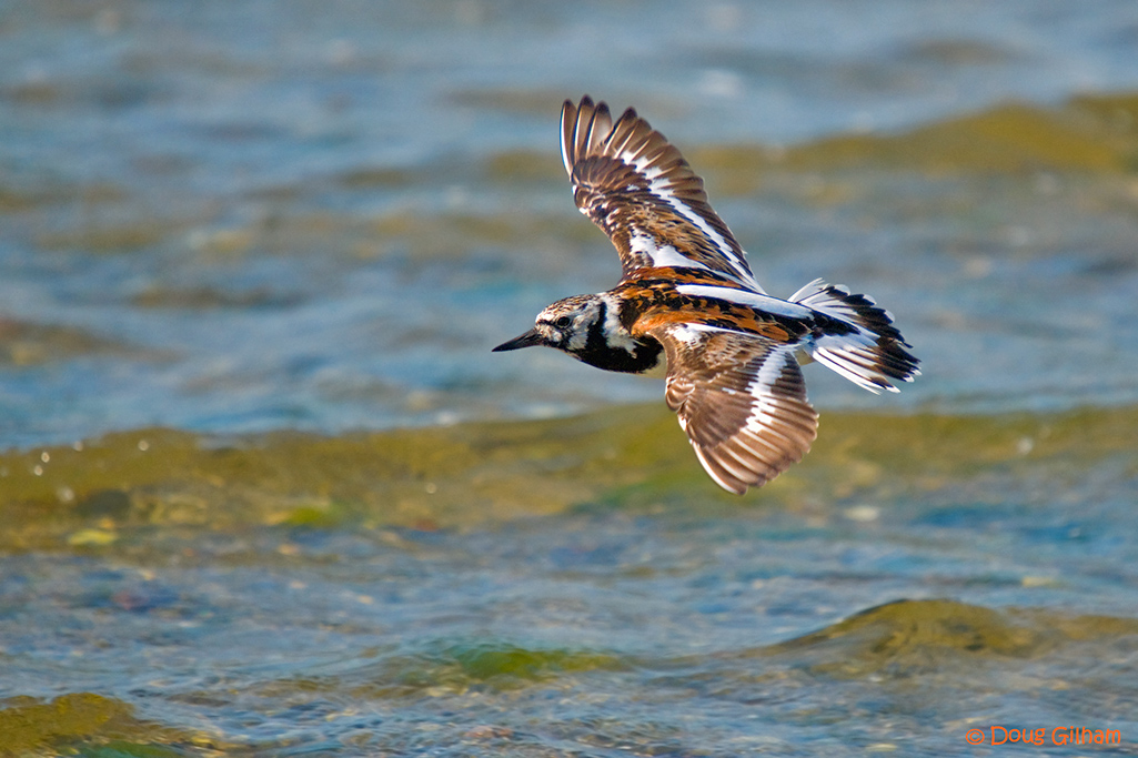 Turnstone in Flight