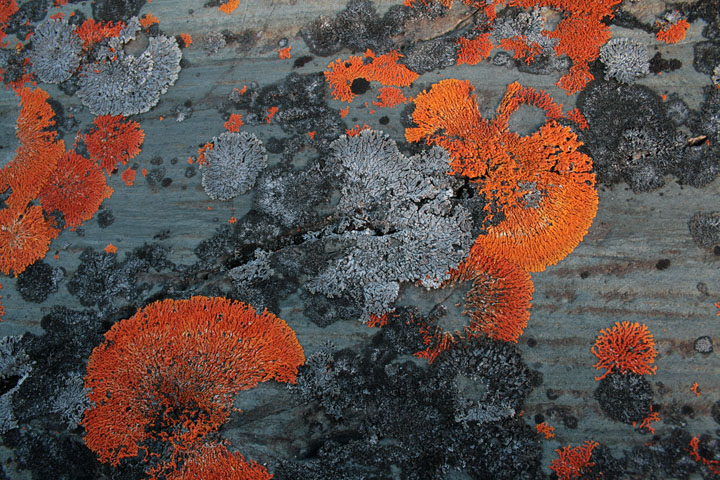 Lichen Art