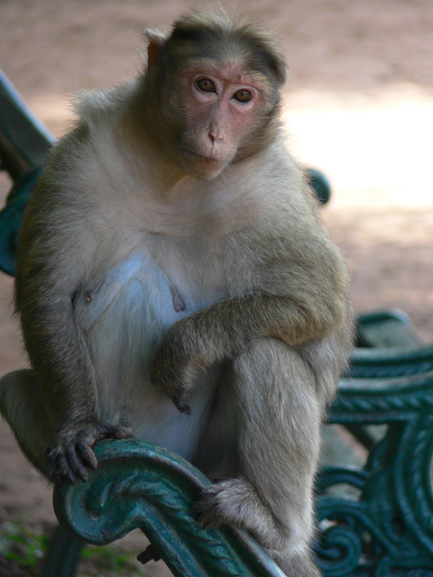 Bonnet Macaque
