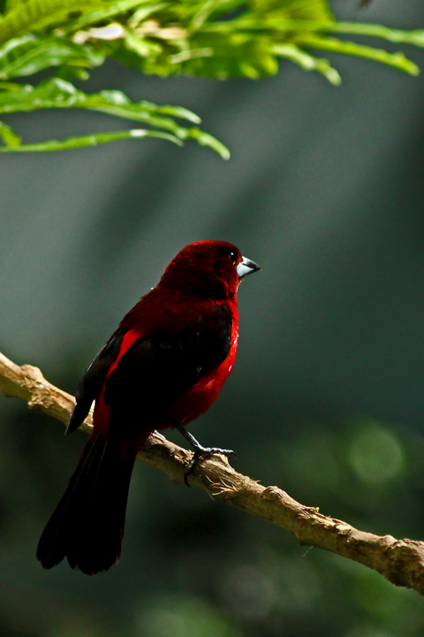Brazilian tanager (C)