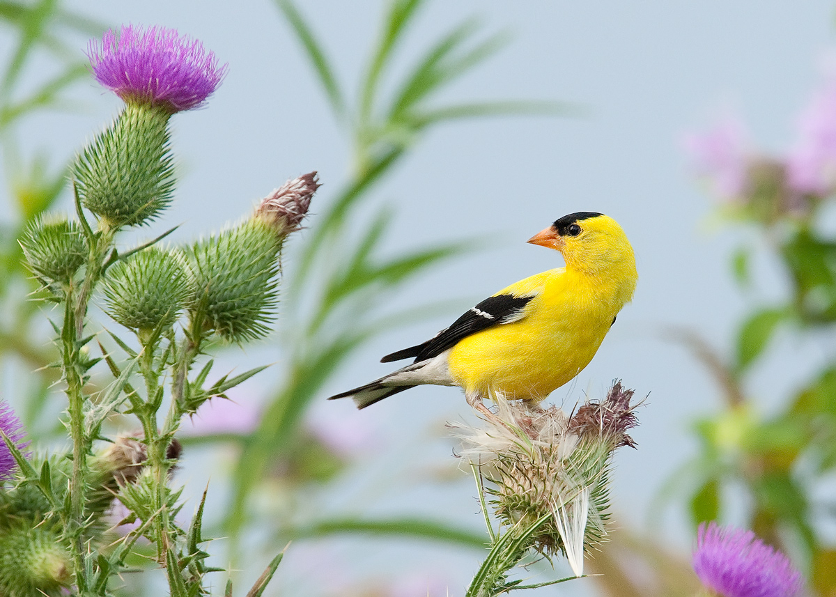 Goldfinch and thistle