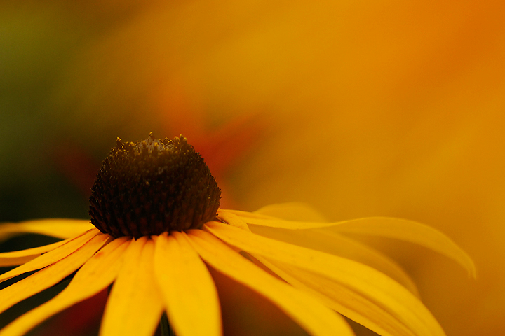 Golden Light