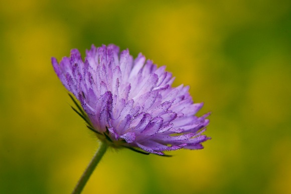 Tremastelma palaestinum