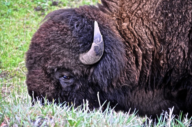 Yellowstone Bison