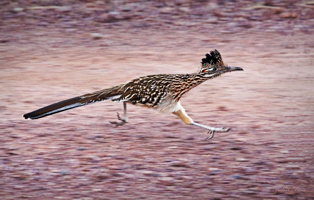 Run!