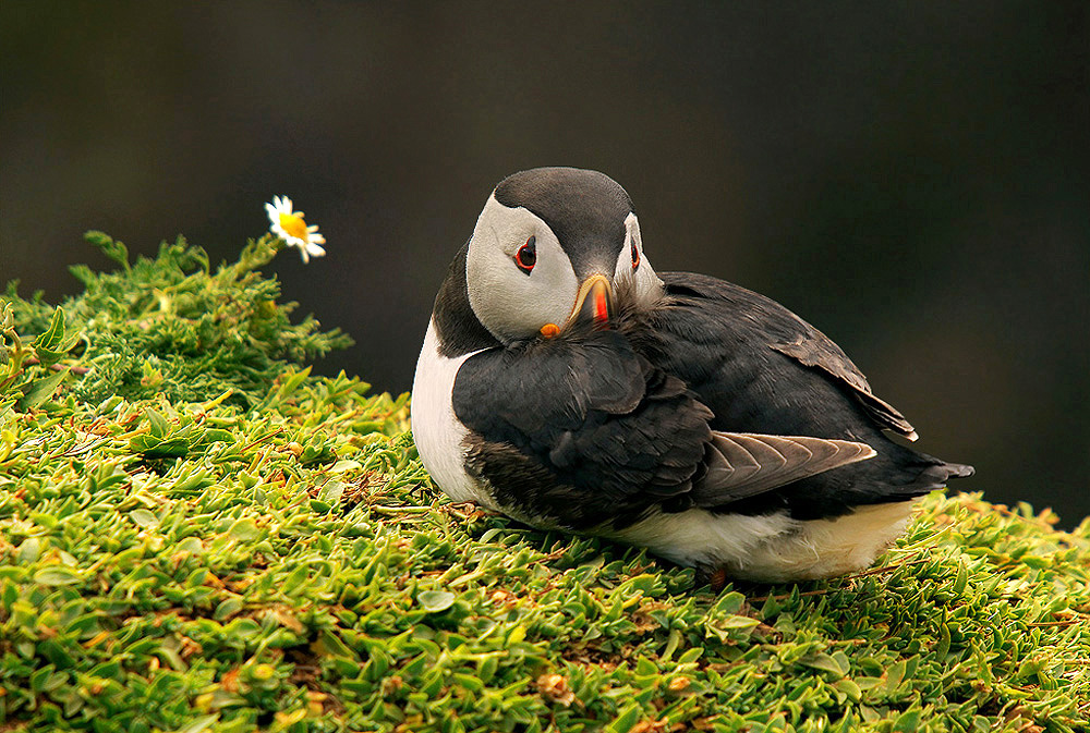 Puffin resting + repost