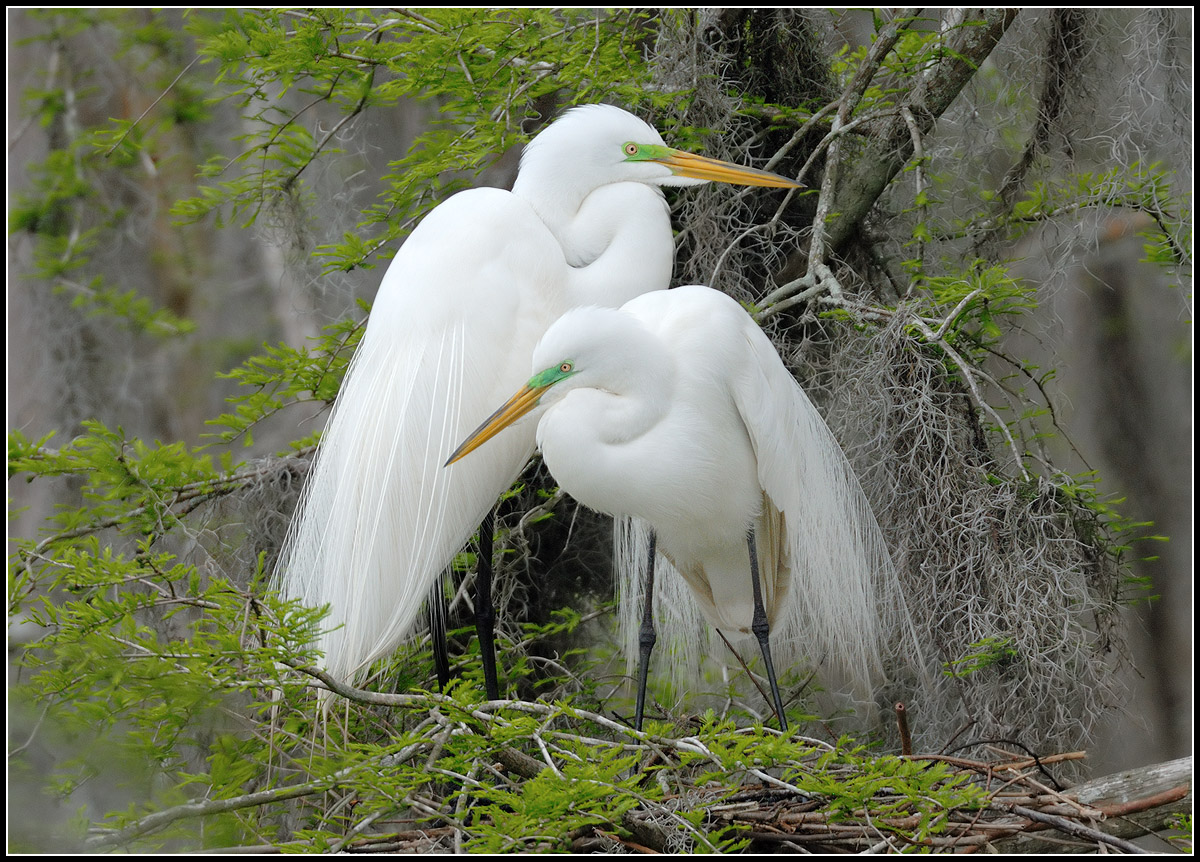 Great Egrets
