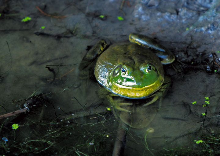 Bullfrog
