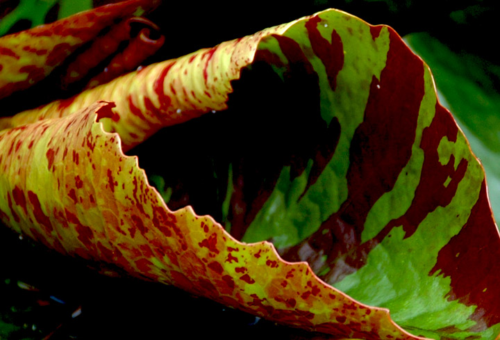 Leaf Curves