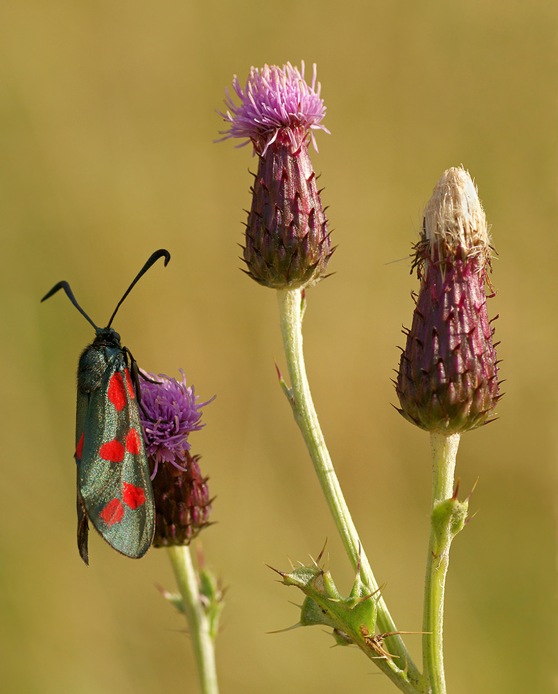 6 spot Burnet Moth